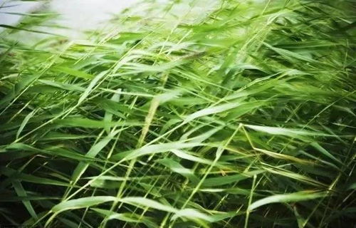 草籽的特殊之处