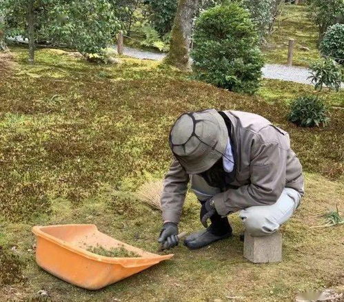 树木保护：多种方法应对