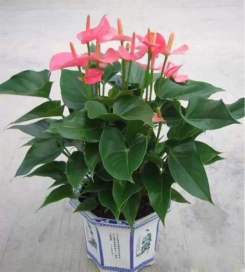 耐寒的绿宝石——迷迭香