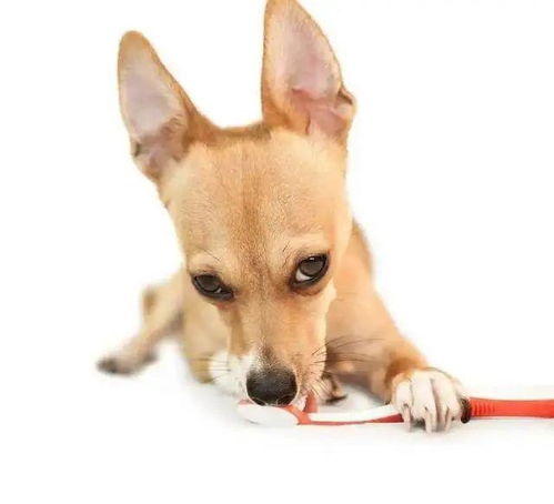 兽用喷剂要规范使用