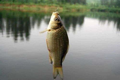 鱼饲料一吨成本多少？一分钟详解鱼粉饲料配方及制作成本？