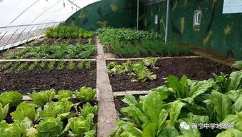 老妈种菜心得分享