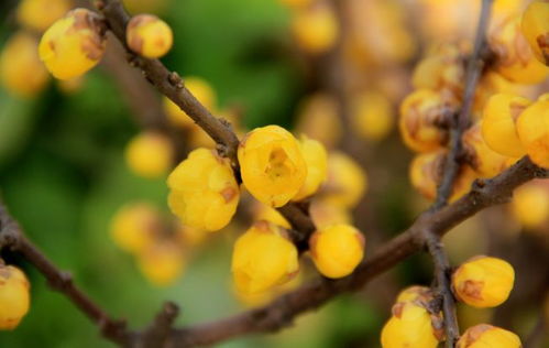 腊梅的“胃口”揭秘