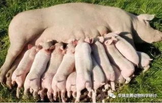 怀孕母猪一天喂多少料，如果子猪误食了怀孕料，应该如何调整喂量？