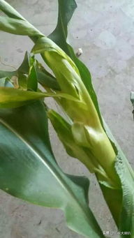 试验后来啊告诉你什么好