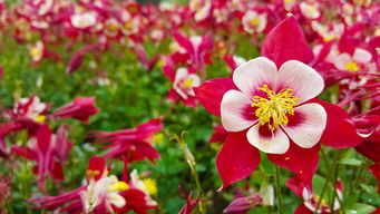 漏斗花养护秘籍：让花朵梗加鲜艳持久