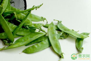 豌豆苗苗儿茁壮成长时