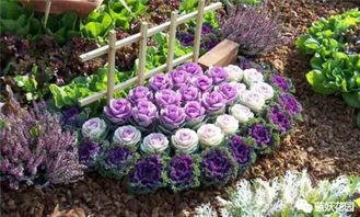 7月花卉种植推荐