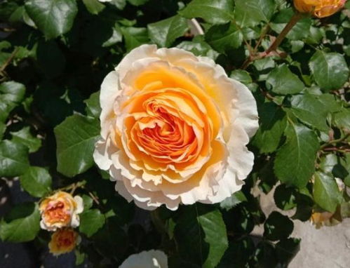 娜荷玛月季——多刺少刺，任你选择