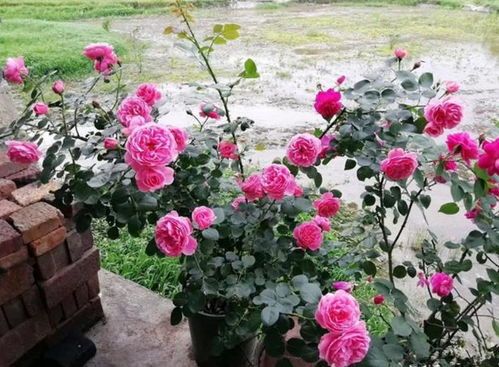 藤本月季， 那红彤彤的小家伙