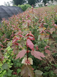 苗木扦插死亡率高的原因解析