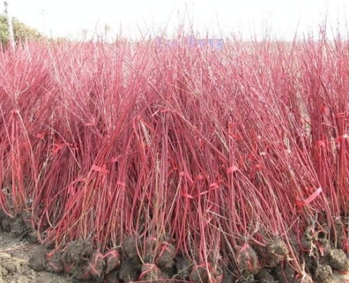 红瑞木的价格探秘：一平米究竟需要多少株？