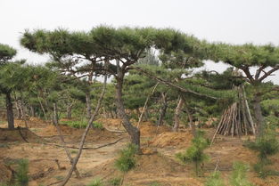 造型黑松基地探秘：隐藏在何处？