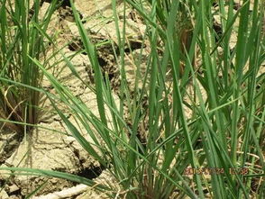 一、种子用量三大误区