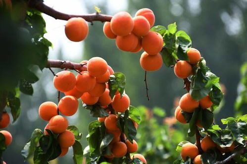 黄刺梅，这个神秘的果实究竟可不可吃呢？