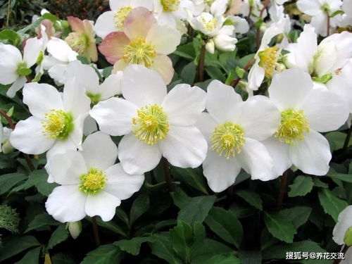 冬天的花朵小秘密