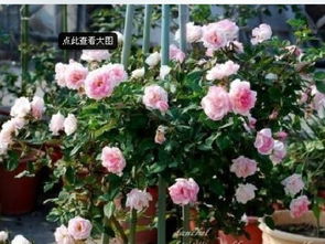 藤本樱霞月季Sakuragasumi的品种特点， 揭秘它为何如此受欢迎