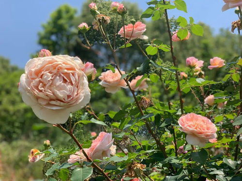 黄石月季花的美丽传说