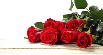 红玫瑰：爱情的炽热之焰，浪漫表白必备！