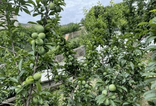 重楼种植生产周期