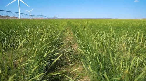 内蒙古阿拉善的实测数据