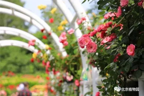 月季花海惊艳了初夏