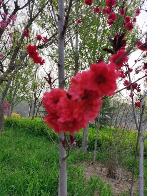 春天开桃花？这几种花漂亮又好养