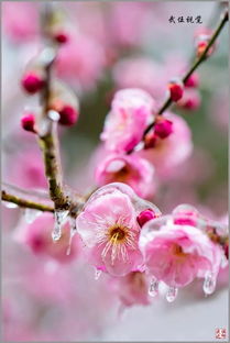 梅花种子：大自然的奇妙传播之旅