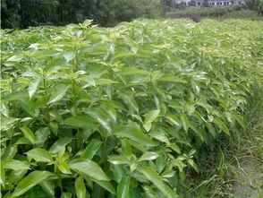 温差波动， 如何调整养护措施