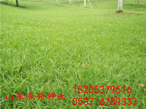 高羊茅：高原地区救星