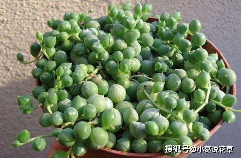 佛珠多肉浇水时应该注意什么如何掌握正确的浇水频率和技巧