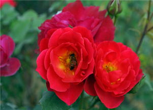 夏天：高温酷暑， 勤浇透浇