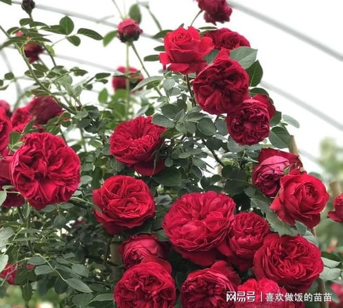 红色龙沙宝石：经典藤本月季