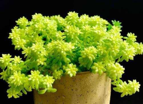 黄金万年草的养殖方法