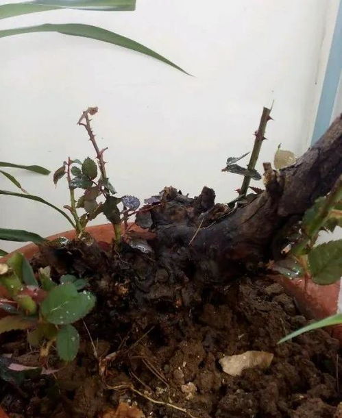 种花为何常遇肉虫侵扰？