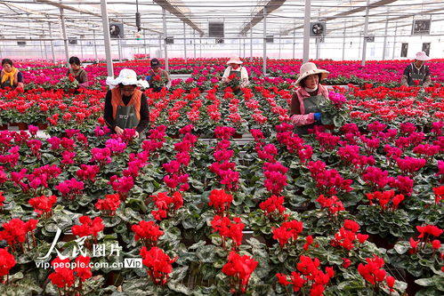 山东花卉种植攻略：全年开花好养活的花卉推荐