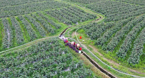揭秘百部种植周期：多久才能迎来丰收？