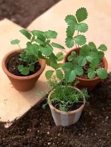 多年养月季的朋友分享， 修剪注意事项