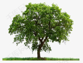 树木名称的探秘