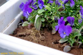 提升花卉甜度：科学管理让花朵更甜美