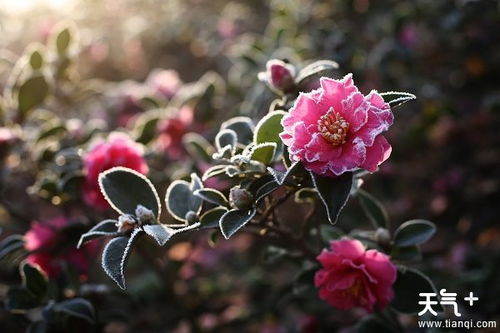 探秘山茶花：揭秘其独特功效与养生之道