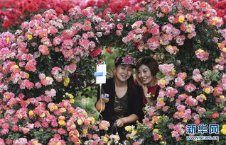 粉色、 红色、橘红色，月季花海美不胜收