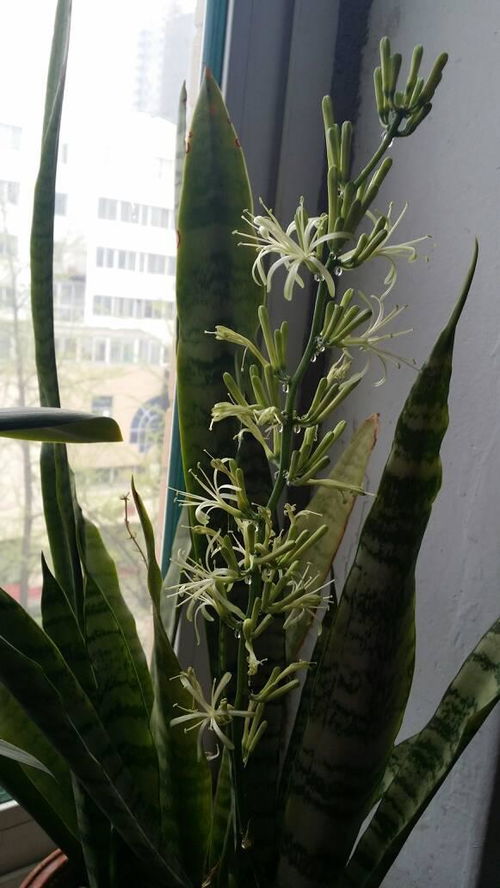 虎尾兰开花究竟蕴含着怎样的寓意与象征