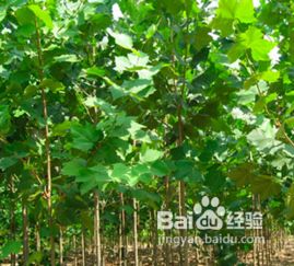 速生法桐扦插技术中，法桐修剪技术图解如何正确操作