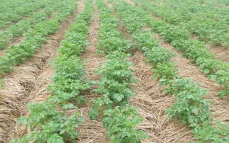 除草剂的世界：你真的了解吗？