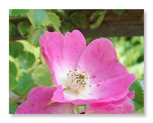 狗蔷薇：古老而清雅的花朵