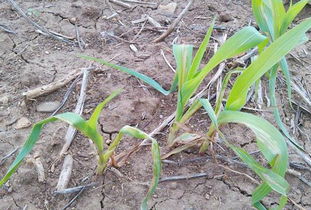 赤霉素在种植业的广泛应用