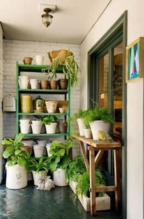 阳台朝南， 花草养植指南