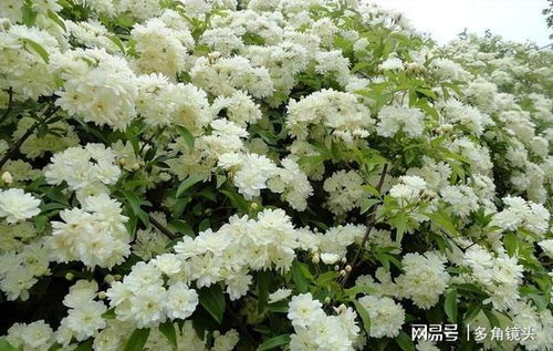 ：木香花和棣棠花， 真的不一样