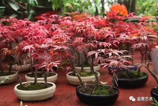 冬季除虫菊会枯萎吗？揭秘冬季养护三大秘籍